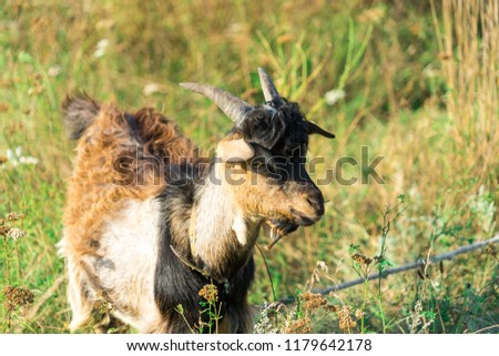 The picture of the goat. Goat grazing in the meadow.