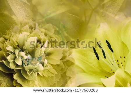 Floral background of  lily and peony.  Flowers close-up on a  yellow background. Flower composition. Nature.