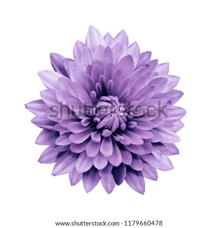 Purple flower dahlia  on a white isolated background with clipping path.   Closeup.  no shadows.  For design.  Nature.