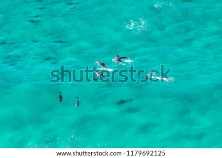 Wild dolphins, Byron Bay Australia