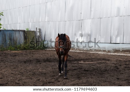 A thoroughbred racehorse walks in the cage. Krasnoyarsk city Racecourse. Horse face close-up. Equestrian sport.