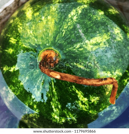 The photography shows whole young green fruit watermelon with red flesh growing out of the earth. Watermelon photo consisting of natural sweet liquid food. Eat tasty summer tropical berry watermelon.