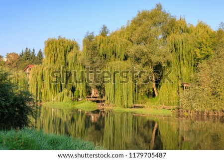 River bank overgrown with tall old willows in sunny autumn morning. River landscape