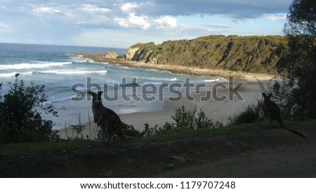 A wallaby in silhouette with a pristine beach in the background