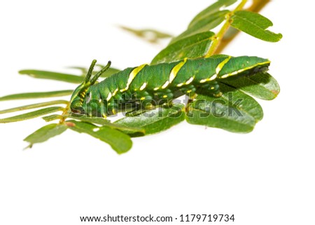 Caterpillar of common nawab butterfly ( Polyura athamas ) in 5th stage walking on host plant leaf , dragon head