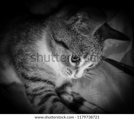 A black & white, digitally enhanced photograph of a female kitten playing indoors in Brisbane, Australia. 