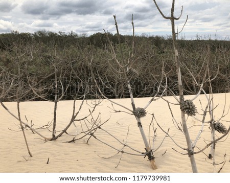 Dunes with wild forest near the ocean with the onset of the storm