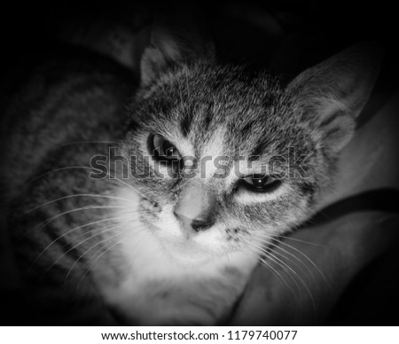 A black & white, digitally enhanced photograph of a female kitten falling asleep indoors in Brisbane, Australia. 