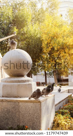 Pigeons in the city park on an autumn morning walk on the surface of the monument. Landscape. Outdoors Vertical format. Colour. Stock Photo.