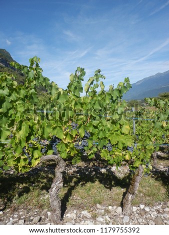 sloping vineyards in savoie, french Alps. August 2018. bunch of Mondeuse grapes
