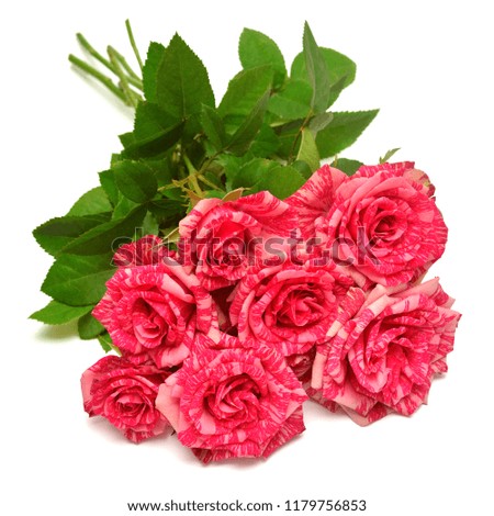 Beautiful bouquet flower pink rose tea hybrid Ukrainian selection Pestraja Fantazija isolated on white background. Wedding card. Greeting. Summer. Spring. Flat lay, top view. Love. Valentine's Day