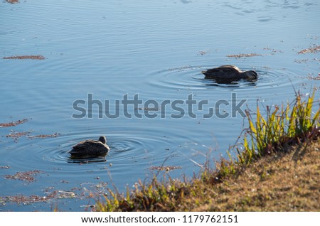 Ducks floating in stream in the late afternoon