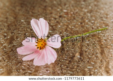 a kosmei flower gently pink in color. Macro photo of petals. after the rain. drops of water on the glass. autumn photo