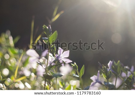 last rays of afternoon sun over forest flowers