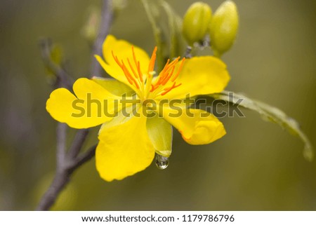 Closeup of yellow flower with drop
