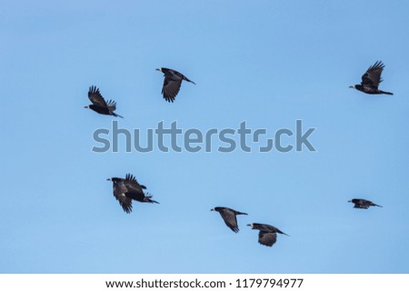 Black crows flying against the blue sky at sunny day