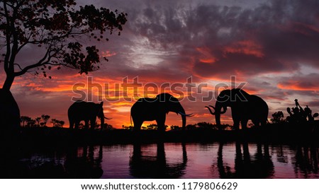 Elephants at sunset. Elephants walking by the lake. Royalty-Free Stock Photo #1179806629