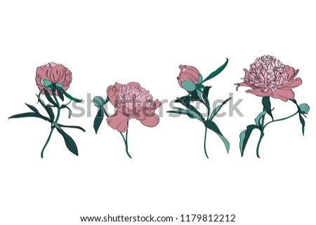 Set of isolated simple colored peony. Cute hand drawn flower vector illustration on white background.