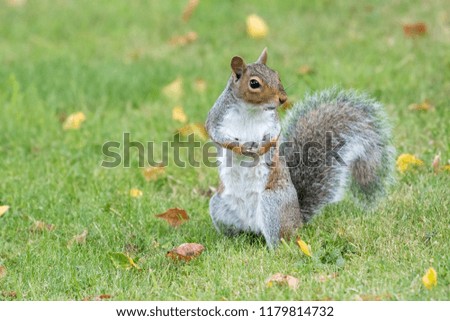 Grey squirrel  with Autumn leaves