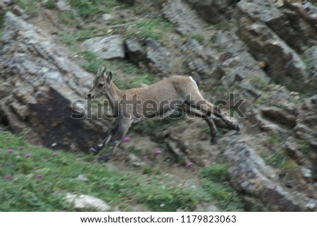 Young Ibex (Capra ibex) running. Gran Paradiso National Park