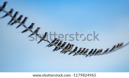 many swallows on the line with blue sky Royalty-Free Stock Photo #1179824965