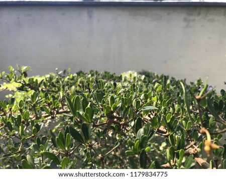 bonsai leaf background