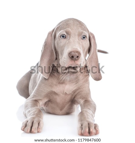 Weimaraner puppy lying in front view and looking at camera. isolated on white background