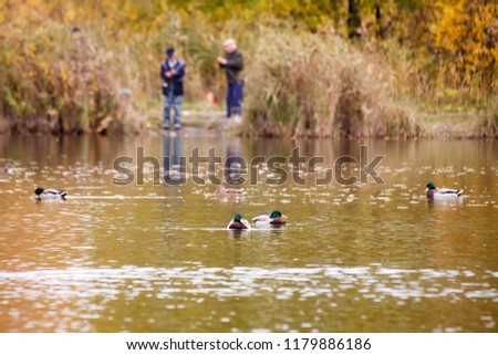  ducks swim in the lake in the Park in autumn