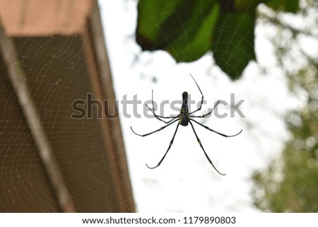 Picture of a spider in on its web . Indicates perfection of creating something .