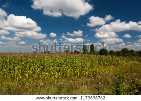Corn ripened on the field on a sunny day.