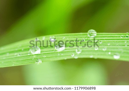 water drops on green grass after rain fall