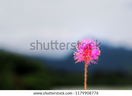 Beautiful grass flowers on the road, pink, beautifully selected only focal point in the picture only
