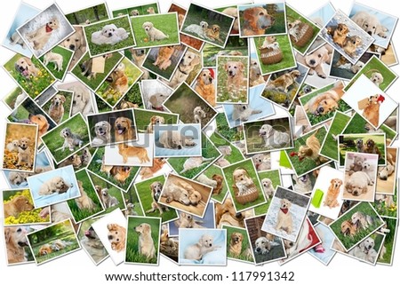 A collage of photos of golden retriever 101 pieces, a collection of photos isolated on a white background, Which can be found in high resolution in my portfolio.