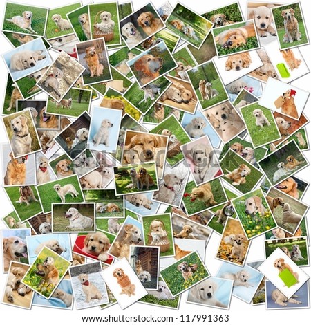 A collage of photos of golden retriever 101 pieces, a collection of photos isolated on a white background, Which can be found in high resolution in my portfolio.