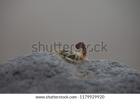 a small scorpion is looking for some food in africa and is hunting
