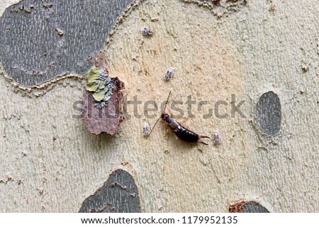 Earwigs (or forficula) and insect larvae found under the bark of a tree