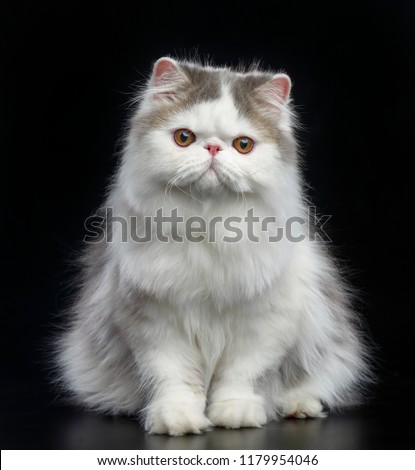 Exotic cat isolated on Black Background in studio