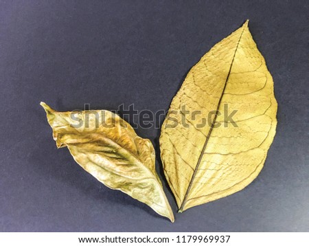 leaf background unit isolate