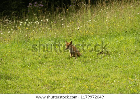 Fox sitting on a meadow