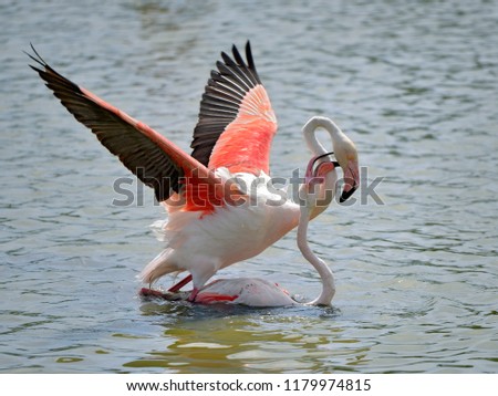 Mating of flamingos (Phoenicopterus ruber) in water, in the Camargue is a natural region located south of Arles, France, between the Mediterranean Sea and the two arms of the Rhône delta