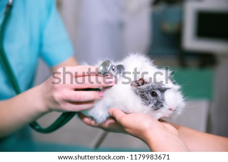 Vet clinic. The vet examines the pet. Inspection of the cavy in the veterinary clinic. Stethoscope.