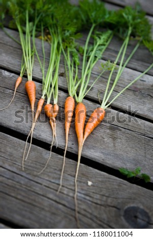 A bunch of baby carrot on a wooden background

