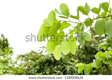 Nature landscape view of green leaf in garden at summer under sunlight with bokeh. Close up of beautiful nature pattern of green tree leaves. Nature pattern of Leaf. Detail of heart shaped leaves.