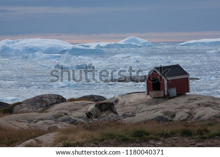 Greenland dog with doghouse