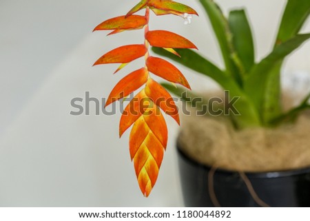 Close-up of a yellow-orange exotic flower, Pinnation or pennation, it is the arrangement of feather-shaped or multi-divided features that arise from both sides of a common axis Royalty-Free Stock Photo #1180044892