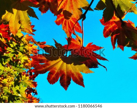 colorful autumn leaves against the blue sky