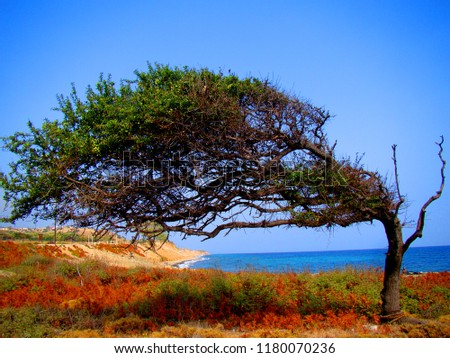 Solitary tree on beach from Samothraki Island, Greece