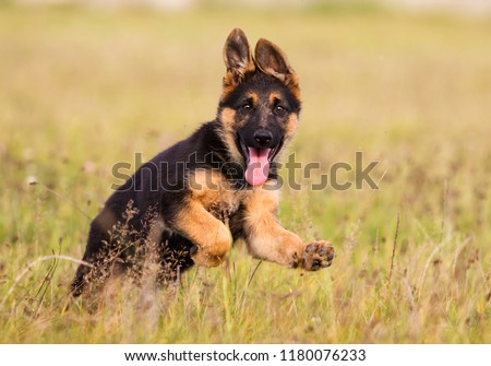 German Shepherd Puppy Runs On The Grass Royalty-Free Stock Photo #1180076233