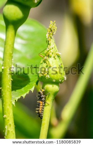 Larva of asian ladybeetle (Harmonia axyridis) feeding on green plant louses on rose bud