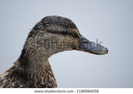 duck with white background